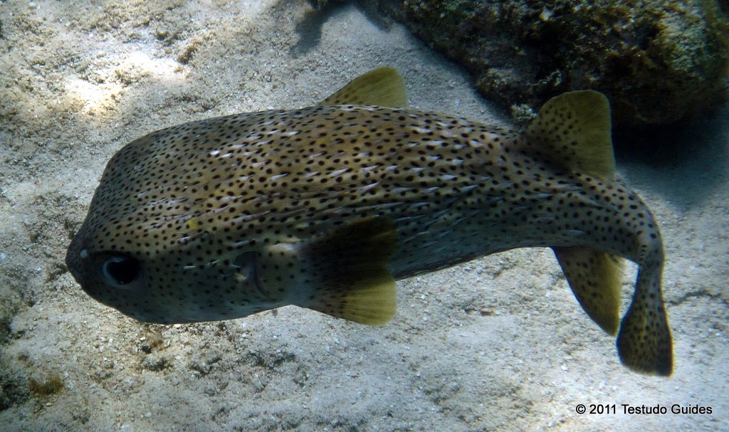 ../tools/UploadPhoto/uploads/Porcupinefish-Cayman.JPG