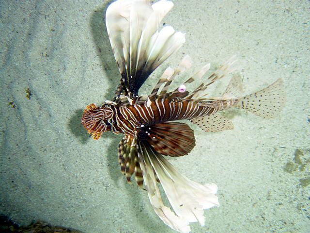 ../tools/UploadPhoto/uploads/Pterois_miles_FT0962.jpg