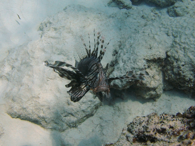 ../tools/UploadPhoto/uploads/Pterois_miles_Mahe2010_9406_v.JPG