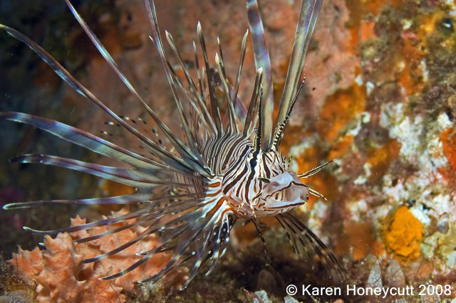 ../tools/UploadPhoto/uploads/Pterois_volitans_(Common_Lionfish)_Dumaguete2.JPG