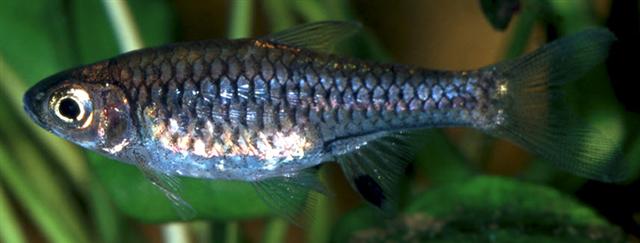 ../tools/UploadPhoto/uploads/Rasbora_bankanensis1.jpg