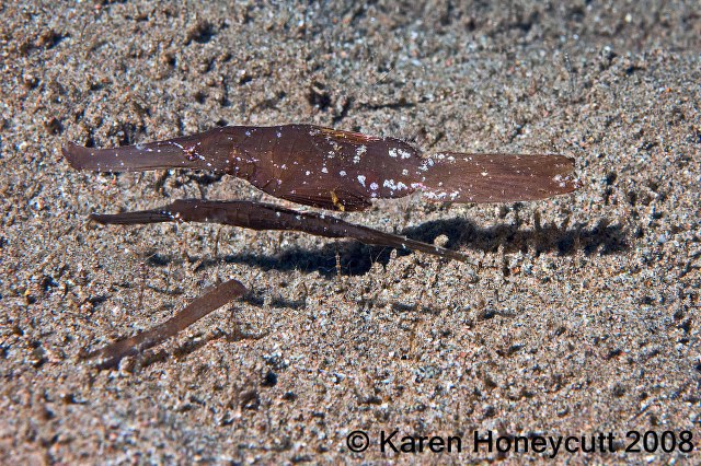 ../tools/UploadPhoto/uploads/Solenostomus_cyanopterus_(Robust_Ghost_Pipefish)_Dumaguete.jpg