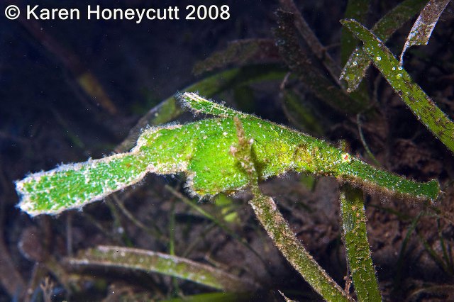 ../tools/UploadPhoto/uploads/Solenostomus_cyanopterus_(Robust_Ghost_Pipefish)_Dumaguete2.jpg