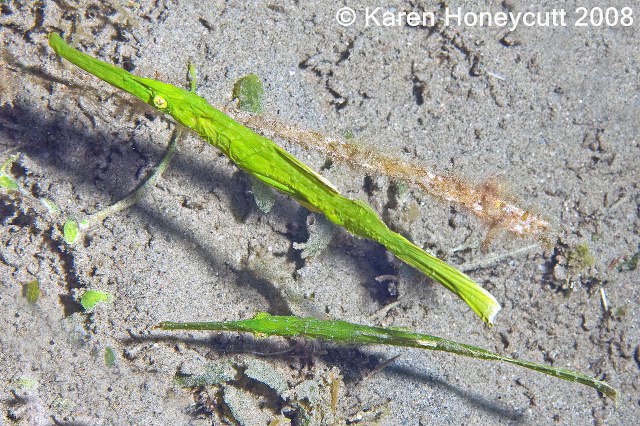 ../tools/UploadPhoto/uploads/Solenostomus_cyanopterus_(Robust_Ghost_Pipefish)_Dumaguete3.jpg