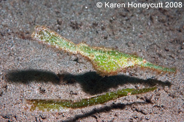 ../tools/UploadPhoto/uploads/Solenostomus_cyanopterus_(Robust_Ghost_Pipefish)_Dumaguete4.jpg