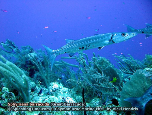 ../tools/UploadPhoto/uploads/Sphyraena_barracuda_(Great_Barracuda)_2.jpg