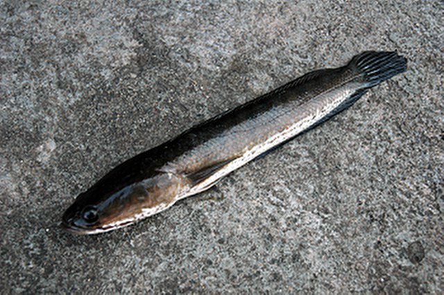 ../tools/UploadPhoto/uploads/Striped-Snakehead.jpg