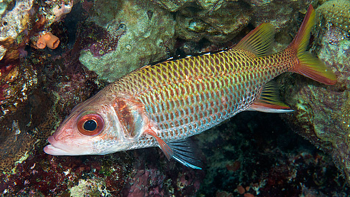 ../tools/UploadPhoto/uploads/blackfinsquirrelfish.jpg