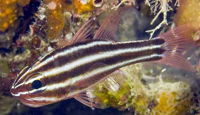 ../tools/UploadPhoto/uploads/blackstripecardinalfish.jpg