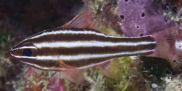 ../tools/UploadPhoto/uploads/blackstripecardinalfish2.jpg