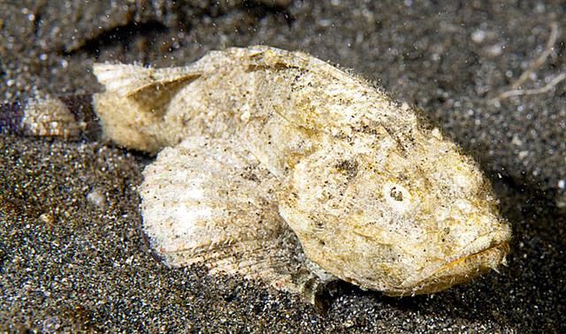 ../tools/UploadPhoto/uploads/devilscorpionfish.jpg