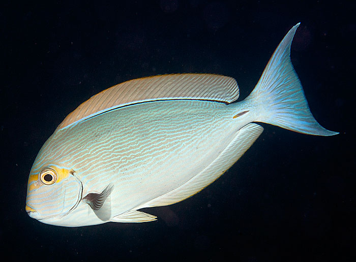 ../tools/UploadPhoto/uploads/elongatesurgeonfish.jpg