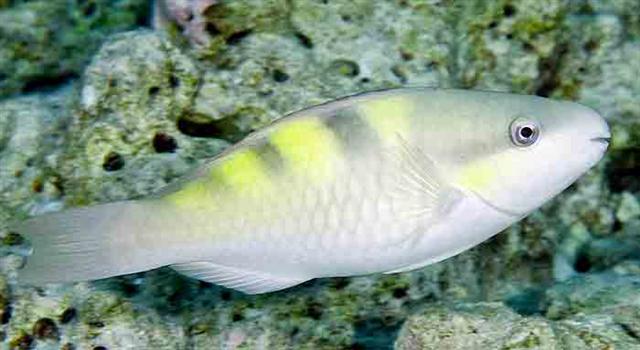 ../tools/UploadPhoto/uploads/fivesaddleparrotfish1.jpg