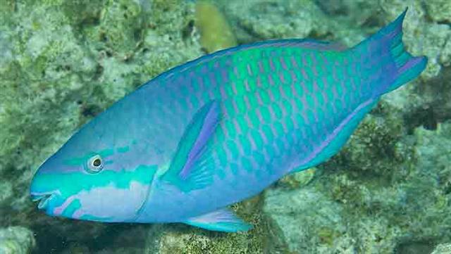 ../tools/UploadPhoto/uploads/fivesaddleparrotfish3.jpg