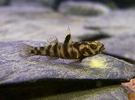 ../tools/UploadPhoto/uploads/mugilogobius_adeia_female_2.jpg