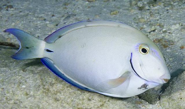 ../tools/UploadPhoto/uploads/oceansurgeonfish1.jpg