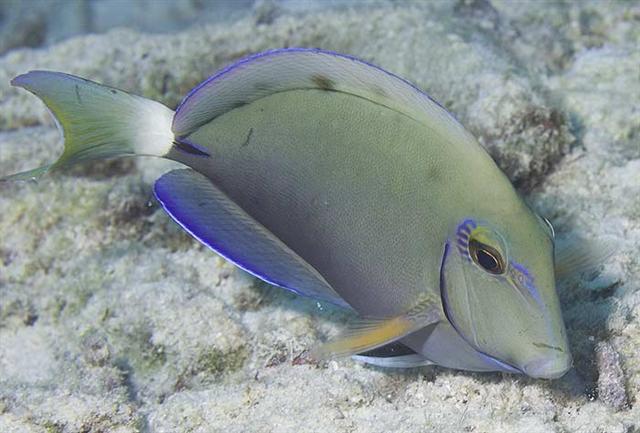 ../tools/UploadPhoto/uploads/oceansurgeonfish2.jpg