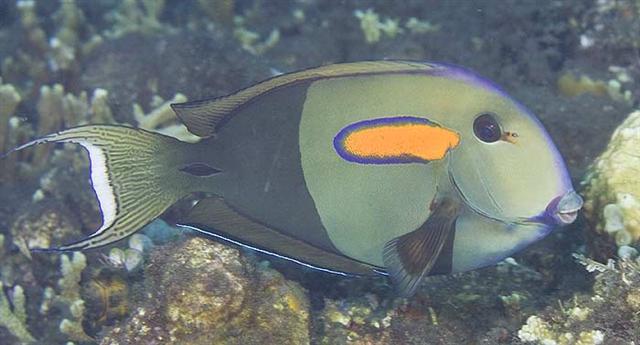 ../tools/UploadPhoto/uploads/orangebandsurgeonfish.jpg