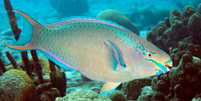 ../tools/UploadPhoto/uploads/queenparrotfish2.jpg