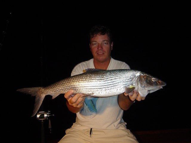 ../tools/UploadPhoto/uploads/similan-bonefish.jpg