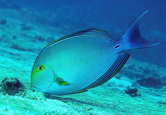 ../tools/UploadPhoto/uploads/surgeonfishyellowfin.jpg