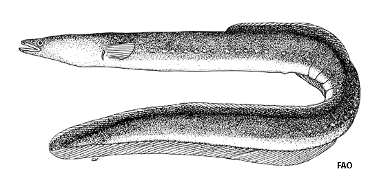 Anguilla japonica, Japanese eel - FishBase