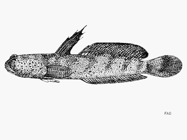 Boleophthalmus boddarti, Boddart's goggle-eyed goby - FishBase