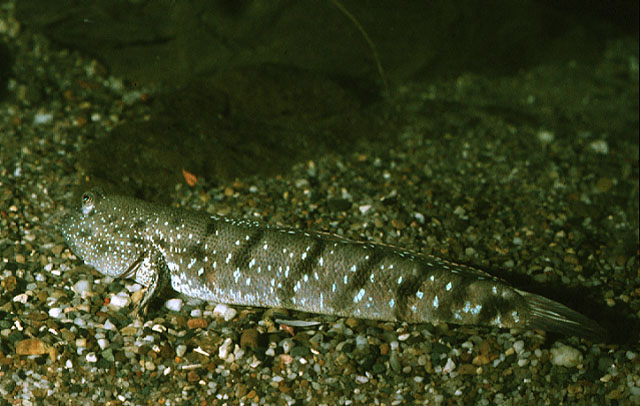 Boleophthalmus boddarti, Boddart's goggle-eyed goby - FishBase