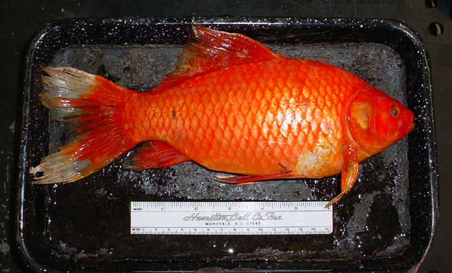 Carassius auratus, Goldfish - FishBase