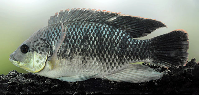 Coptodon zillii, Redbelly tilapia - FishBase