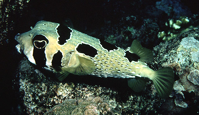 Diodon liturosus, Black-blotched porcupinefish - FishBase