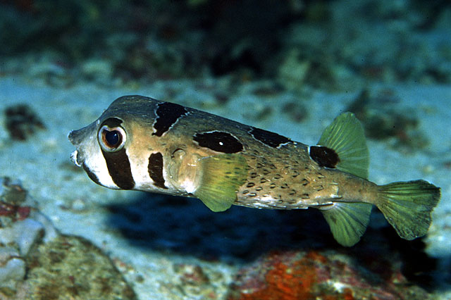 Diodon liturosus, Black-blotched porcupinefish - FishBase