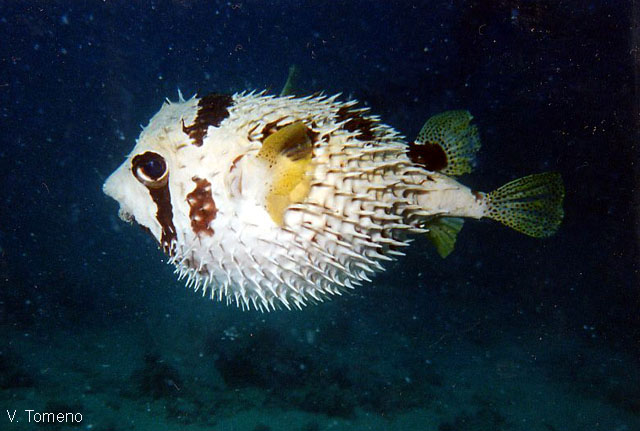 Diodon liturosus, Black-blotched porcupinefish - FishBase