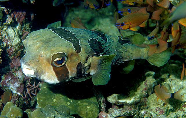 Diodon liturosus, Black-blotched porcupinefish - FishBase