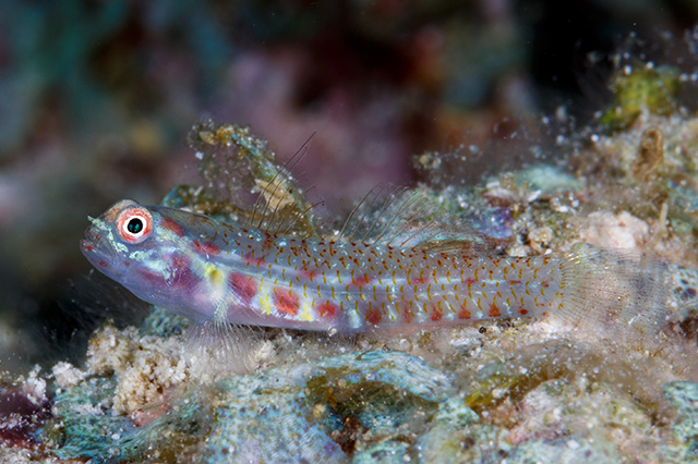 Eviota guttata, Spotted dwarfgoby - FishBase