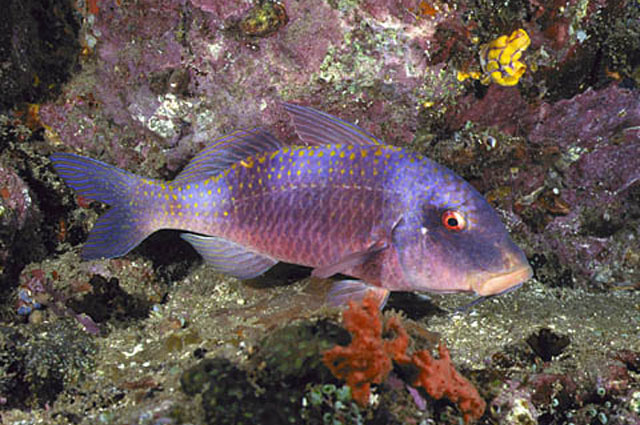 Parupeneus crassilabris, Two-banded goatfish - FishBase