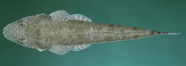 Platycephalus Indicus Bartail Flathead Fishbase