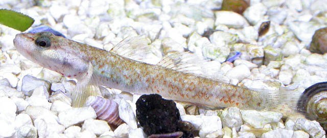 Rhinogobius duospilus - FishBase