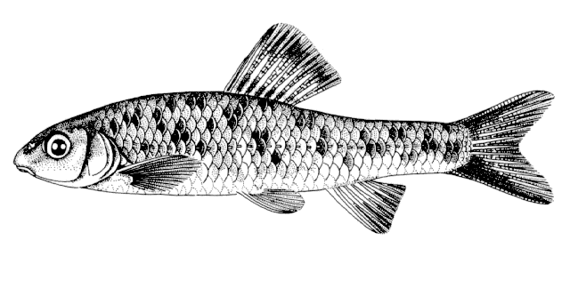 Sarcocheilichthys nigripinnis, Rainbow gudgeon - FishBase