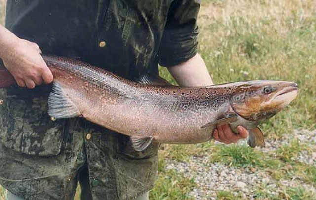 Salmo salar, Atlantic salmon - FishBase