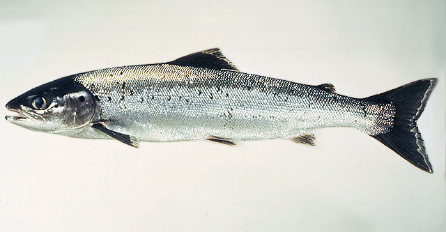 Salmo salar, Atlantic salmon - FishBase