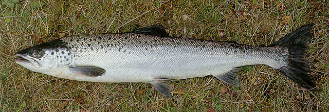 Salmo salar, Atlantic salmon - FishBase