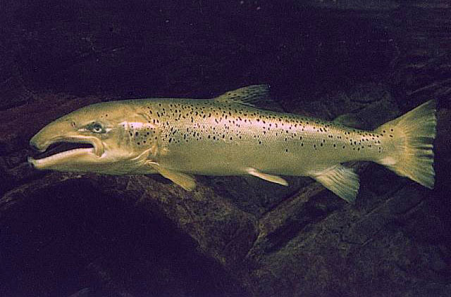 Salmo salar, Atlantic salmon - FishBase