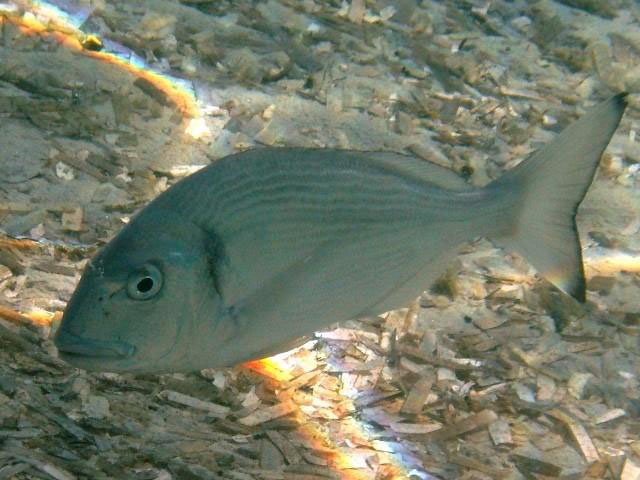 Sparus aurata, Gilthead seabream - FishBase