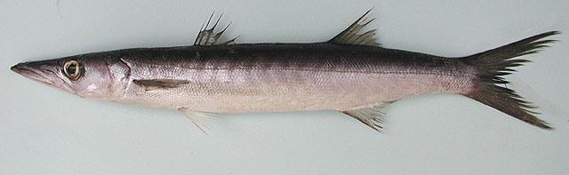 Sphyraena guachancho, Guachanche barracuda - FishBase